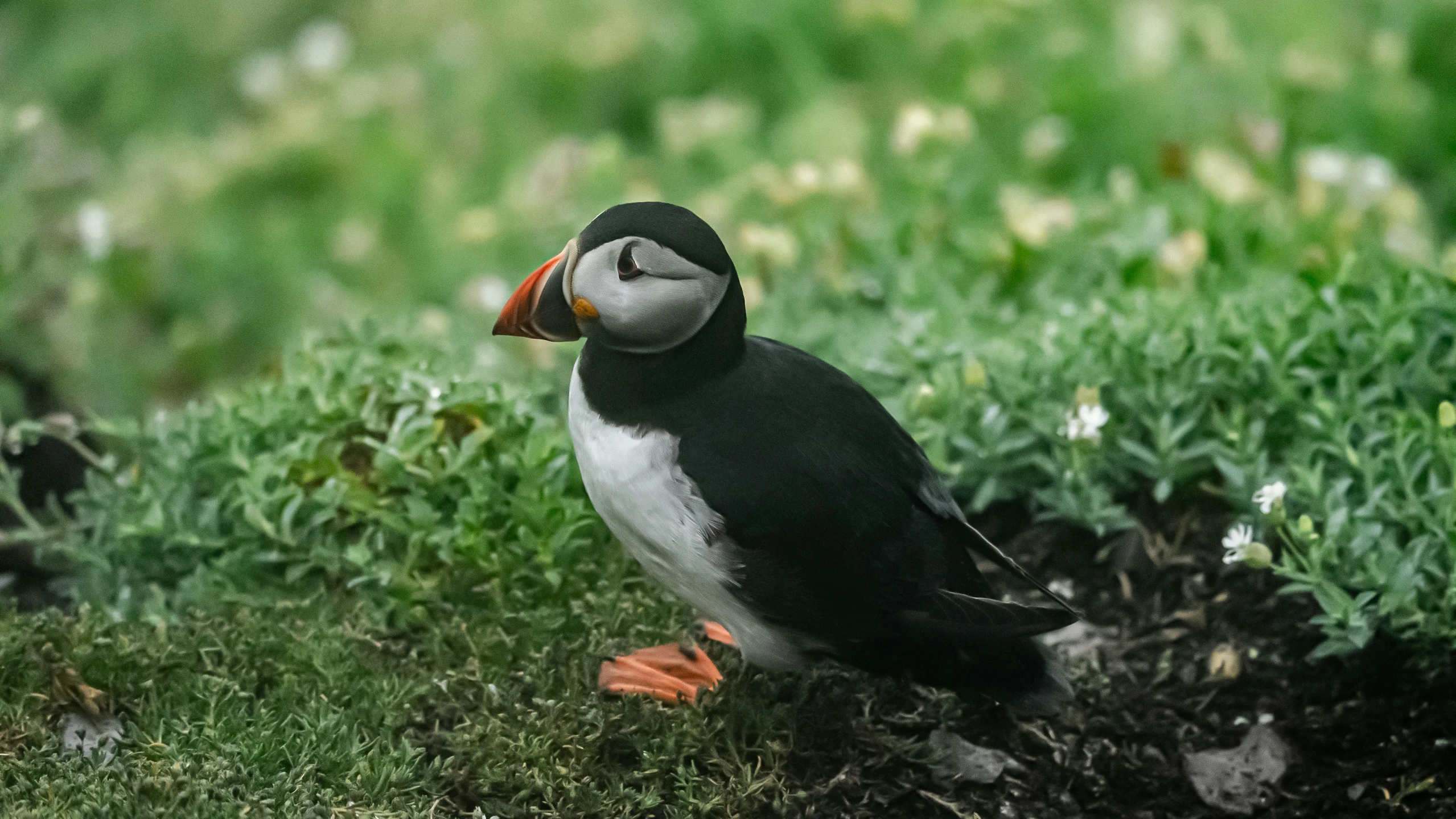 an animal that is sitting on some dirt