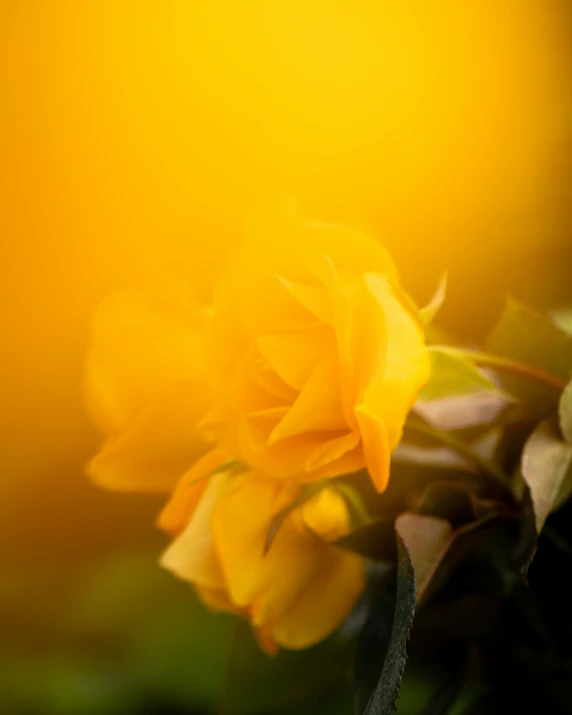 the sun shines brightly through some very pretty flowers