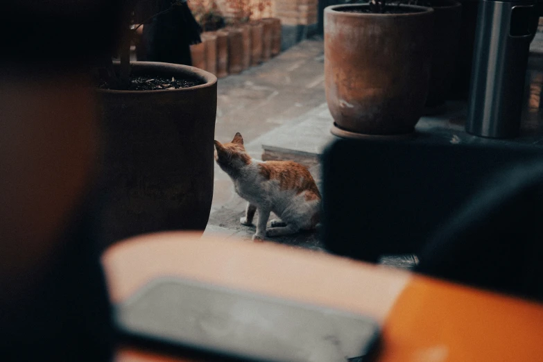 a cat sits on the ground near some planters