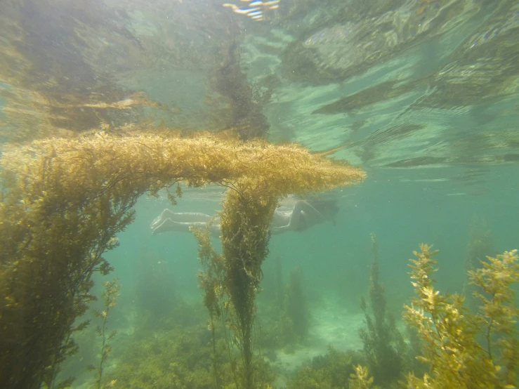 the underwater po shows a plant's growth in water