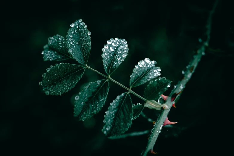 a green plant with drops of rain on it