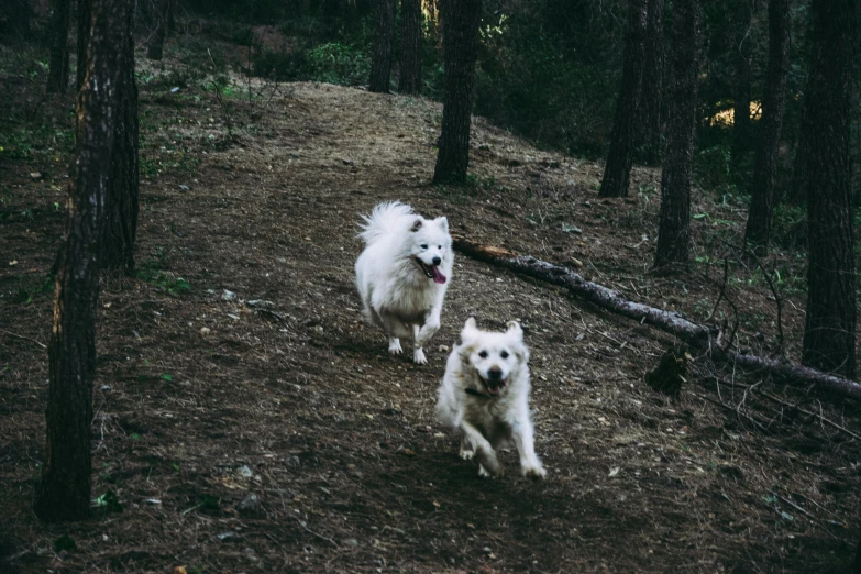 two small white dogs running through a forest