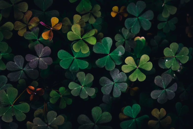 clover leaves arranged in a pattern with a green center