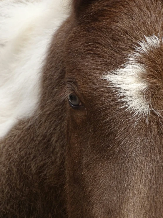 the side of a brown horse with white hair