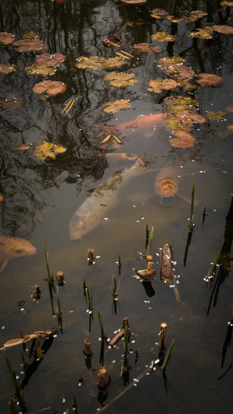 the large pond has some water and dead plants