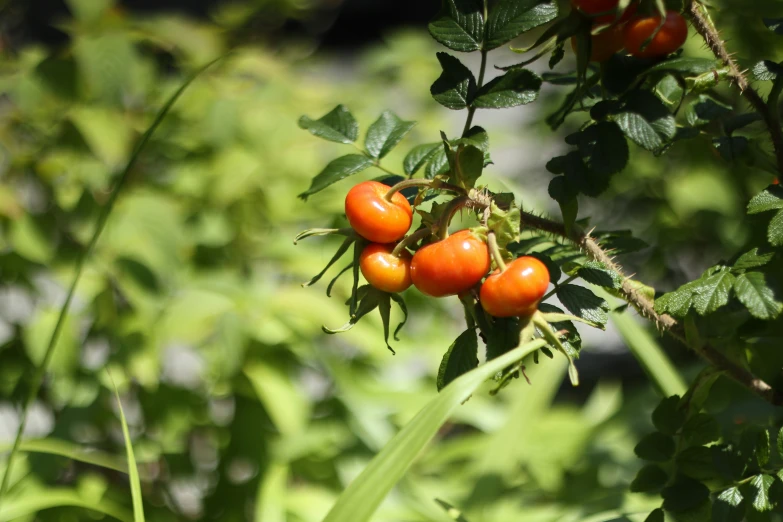 tomatoes growing on the vine and green leaves