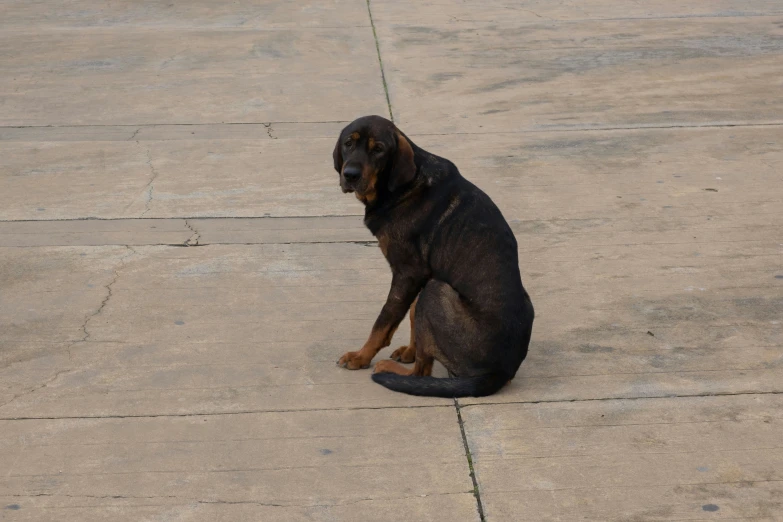 an image of a dog sitting on the pavement