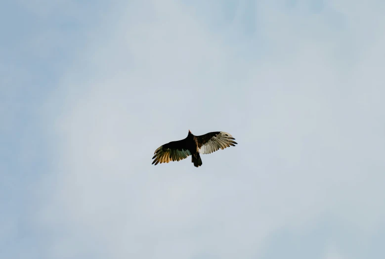 a bird flies through the sky with a sky background