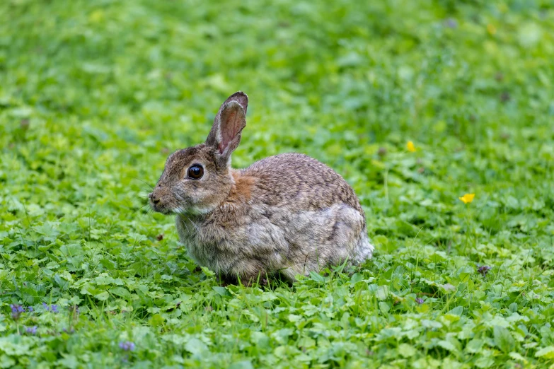 a little bunny in a grassy field with some plants