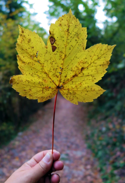 a leaf with yellow spots, in a forest