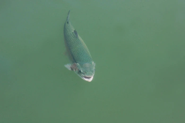 a fish swimming in the green water