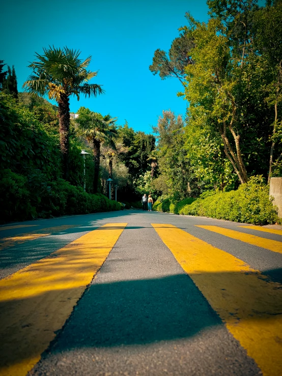 a road lined with trees and a yellow street line