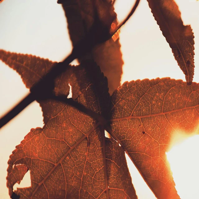 a large leaf is shown in the sun