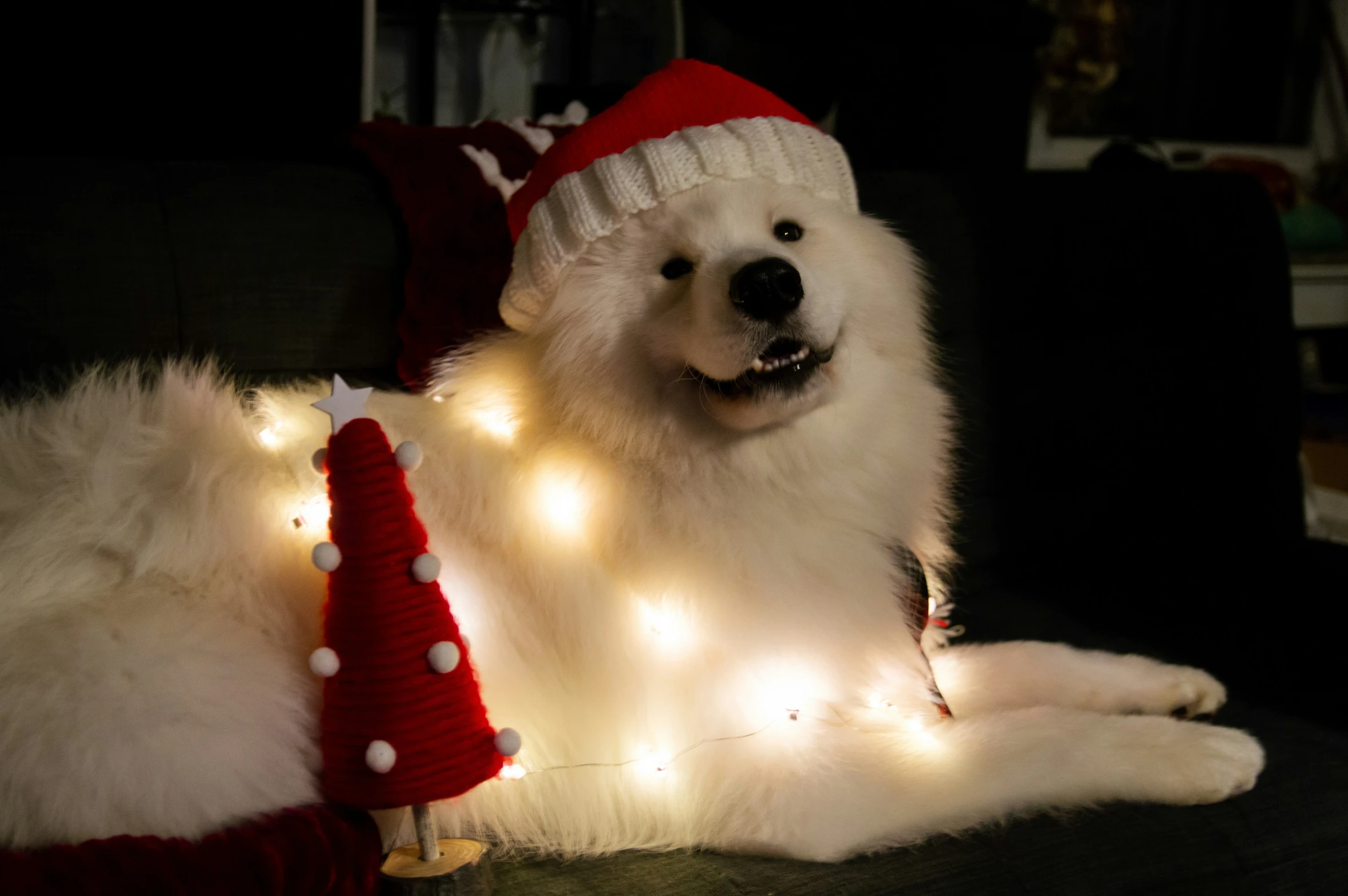 a fluffy white dog with a light outfit laying on the floor