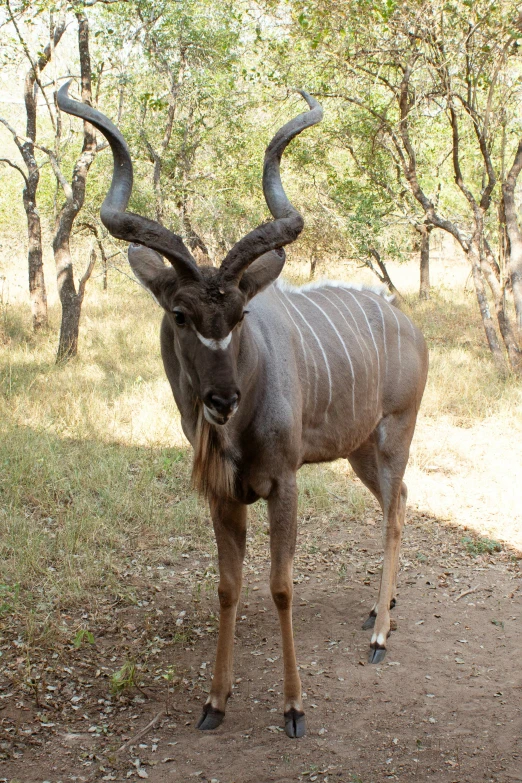 an animal with horns and a long white neck