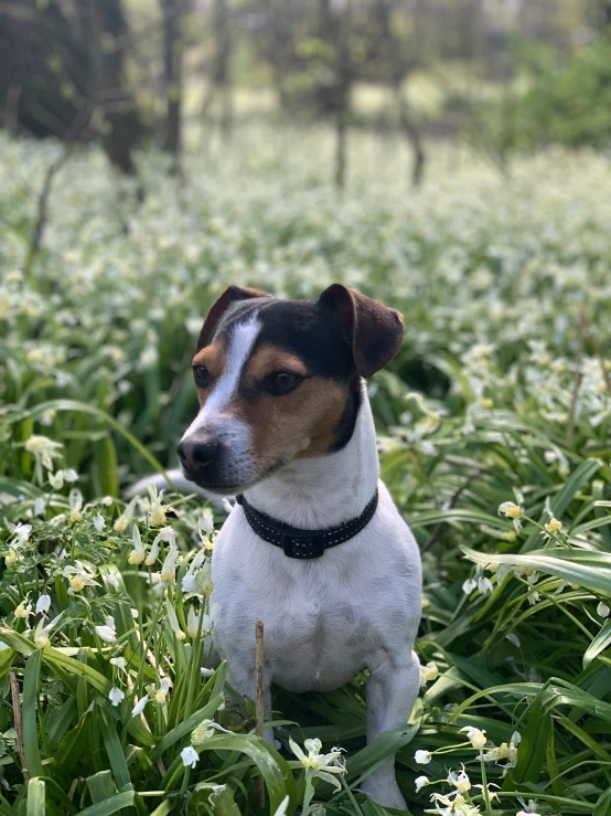 a dog sitting in the grass with a collar on