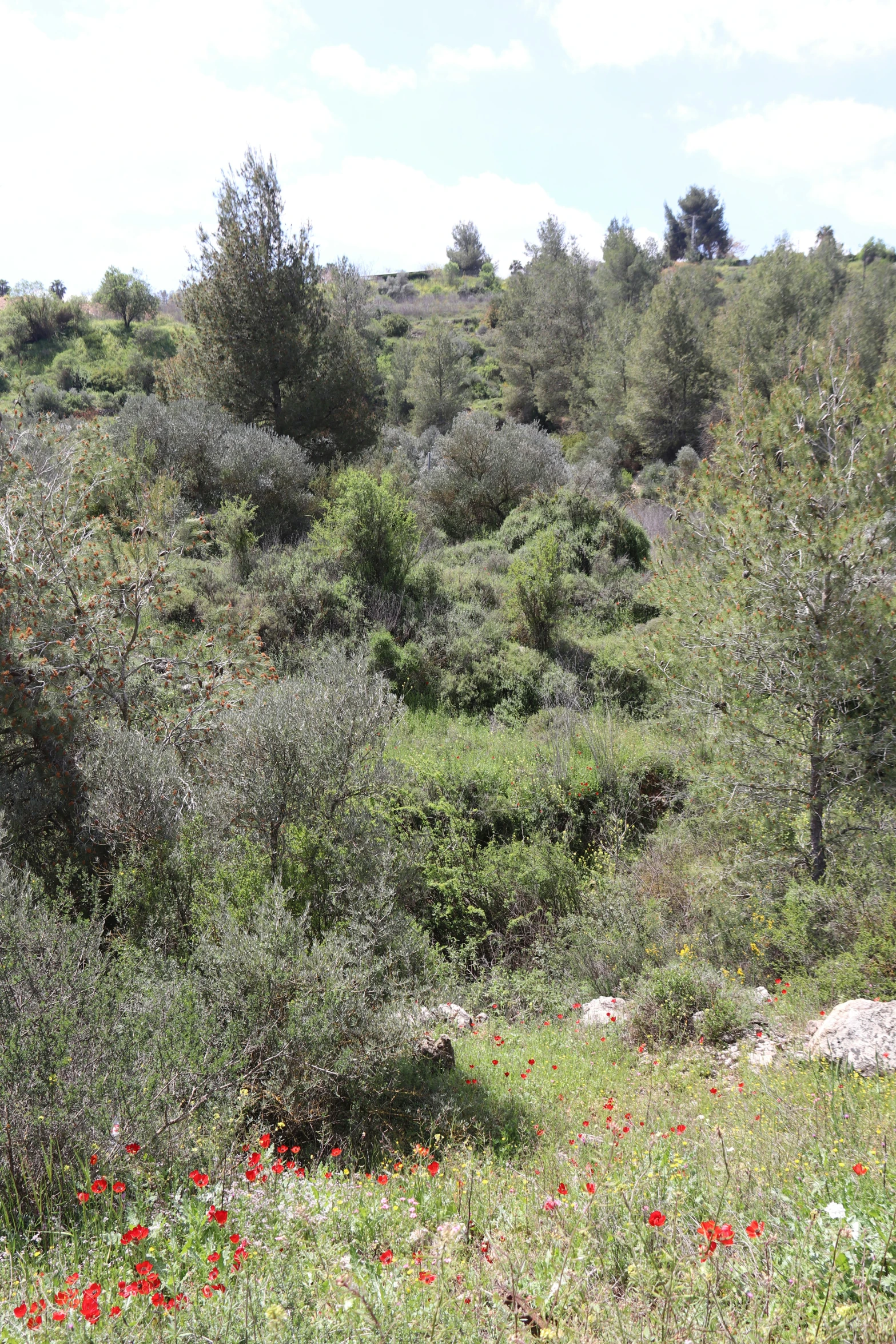 a view of the woods from behind some flowers