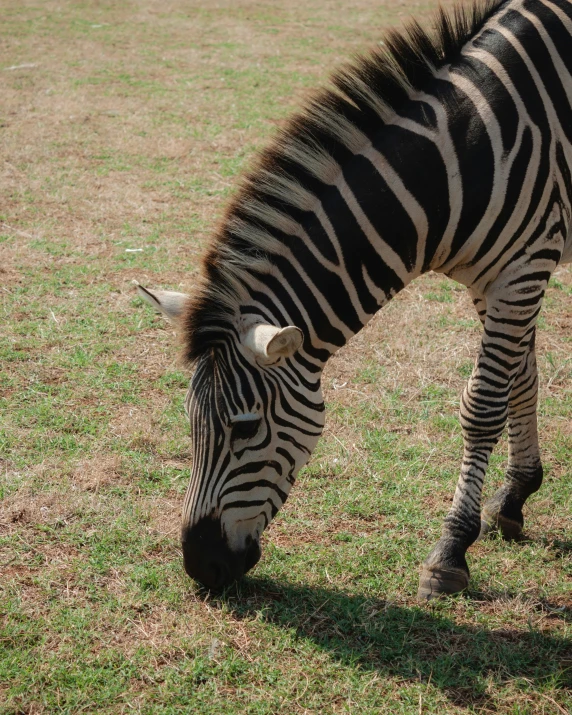 there is a ze that is eating the grass