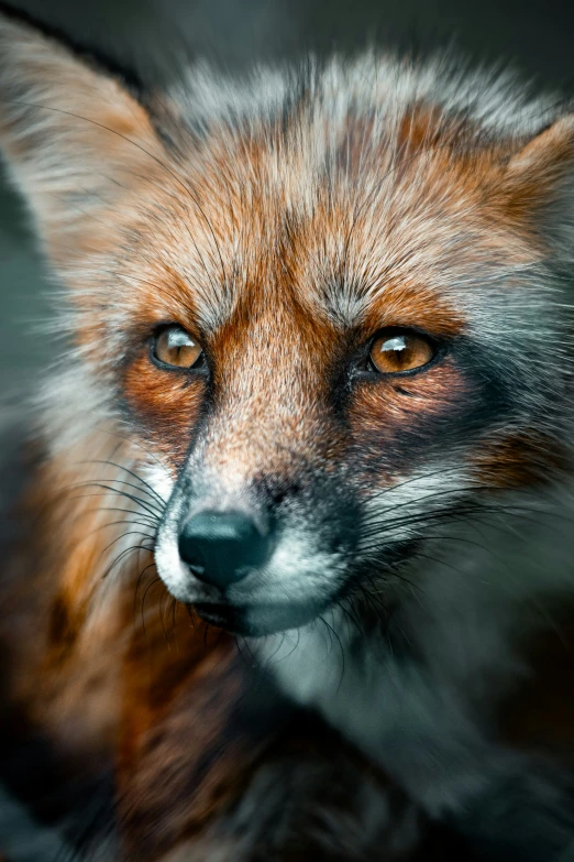 a fox looks intently into the camera, with dark lighting