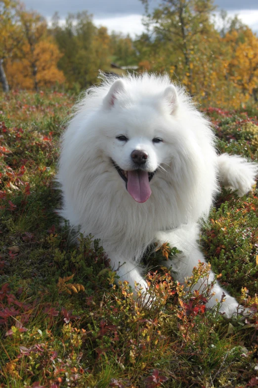 a large white dog standing on top of a grass covered field