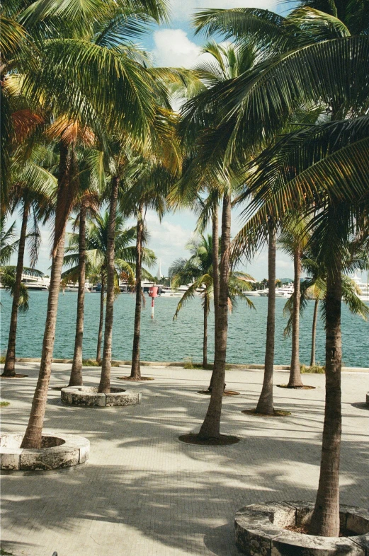 palm trees in a shaded area and a body of water