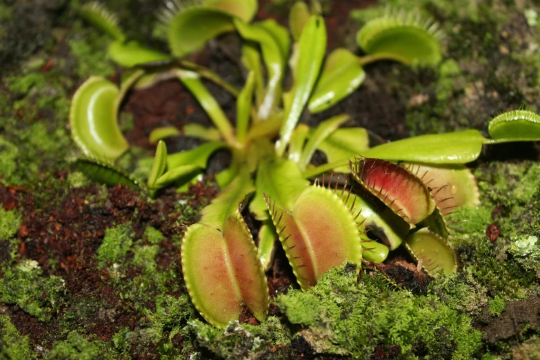 two green orchids sit together near some moss