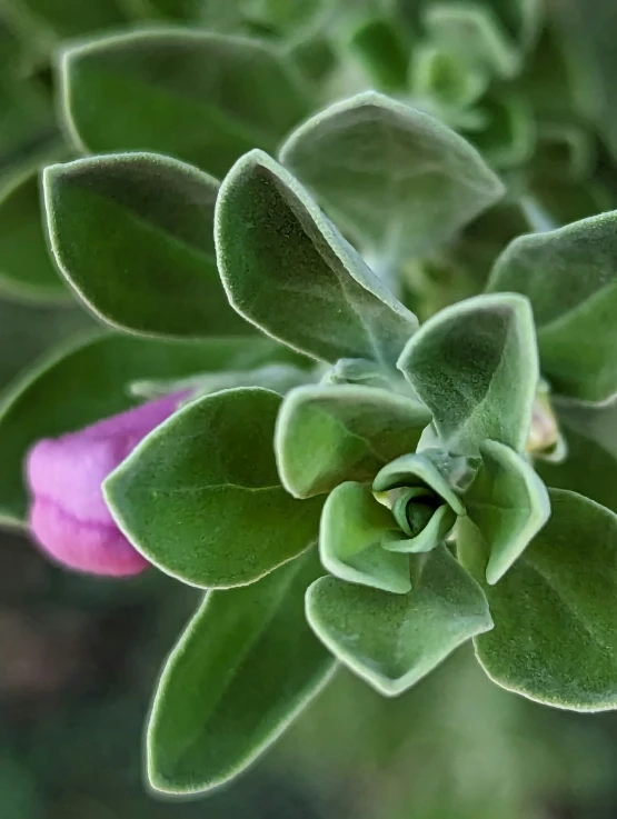 a purple flower with green leaves and a blurry background