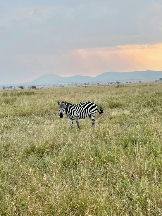 a ze walking in the middle of an open field