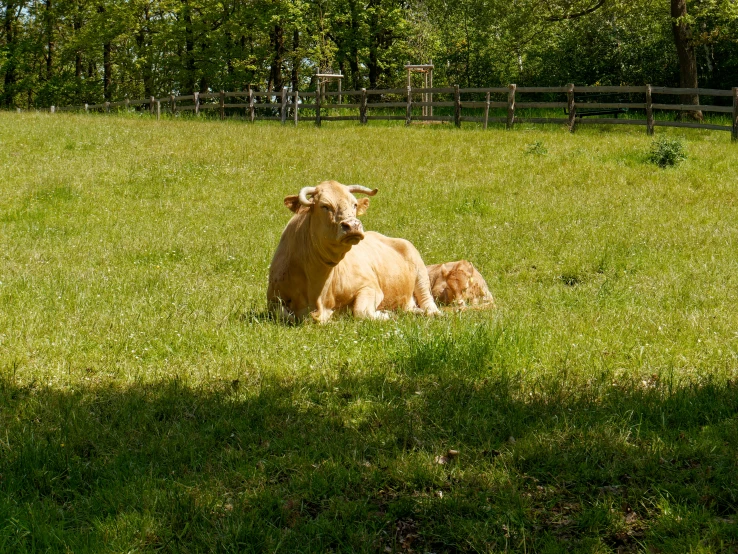 a cow laying on top of a lush green field