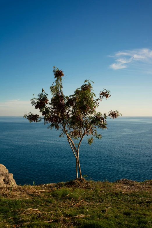 the tree is next to the sea on the hill