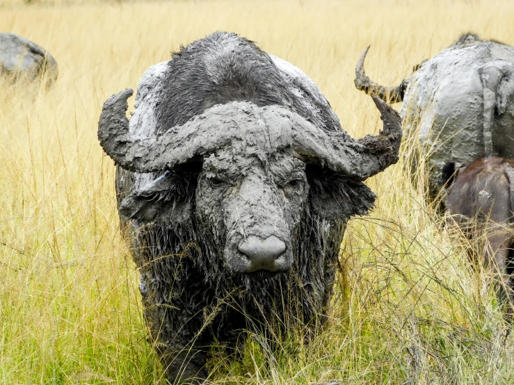 large buffalo standing in the tall grass and staring