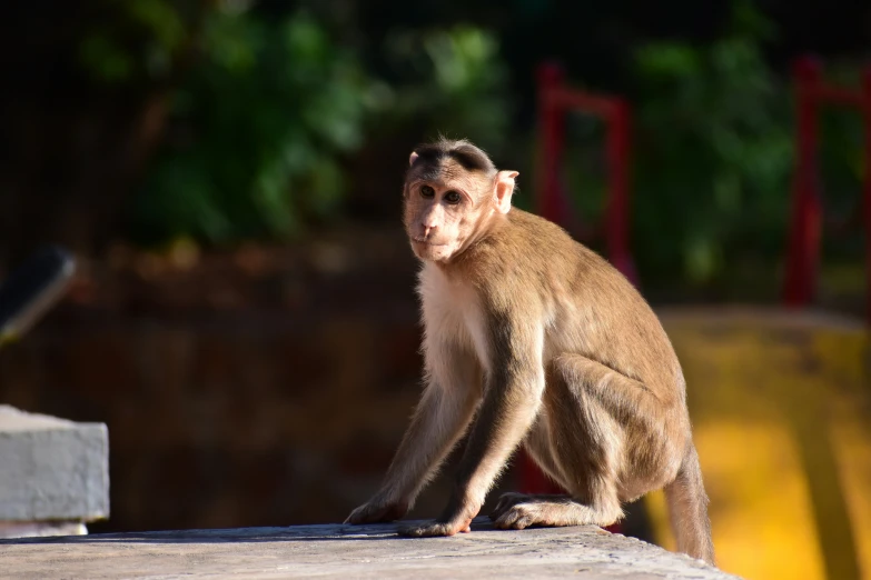 a brown monkey sitting on top of a cement slab