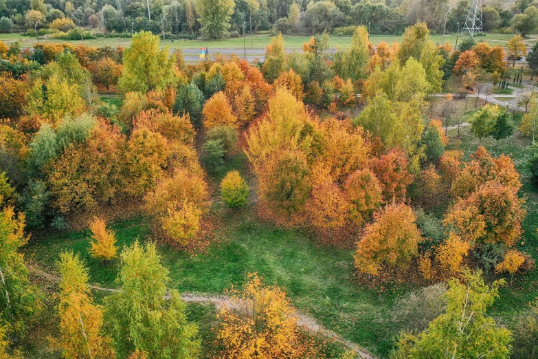 aerial view of trees with changing colors and green