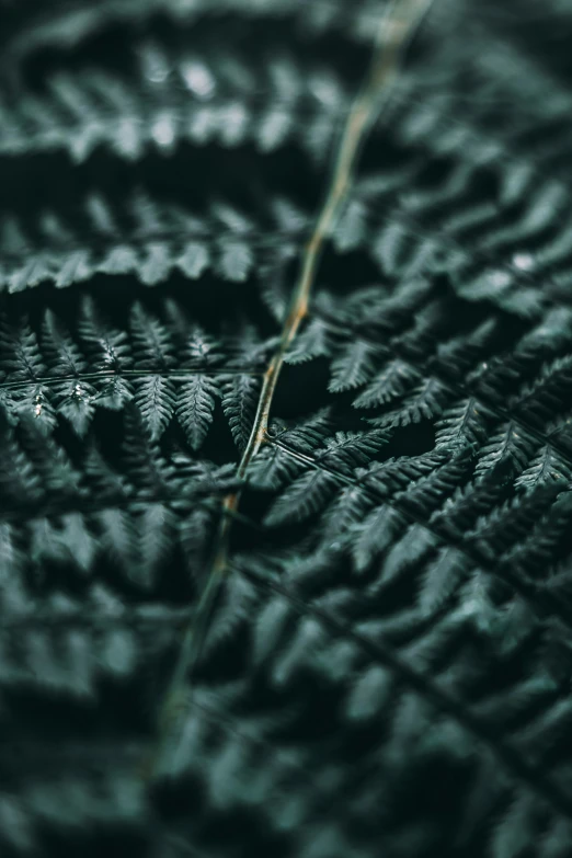 a green fern leaf is shown with some light reflection on it