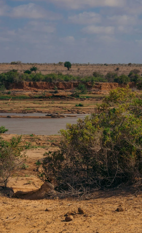 two animals crossing a small lake in the distance