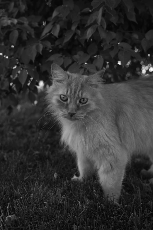a long - haired gray cat is walking in the grass
