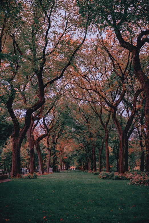 trees with leaves in the park during fall