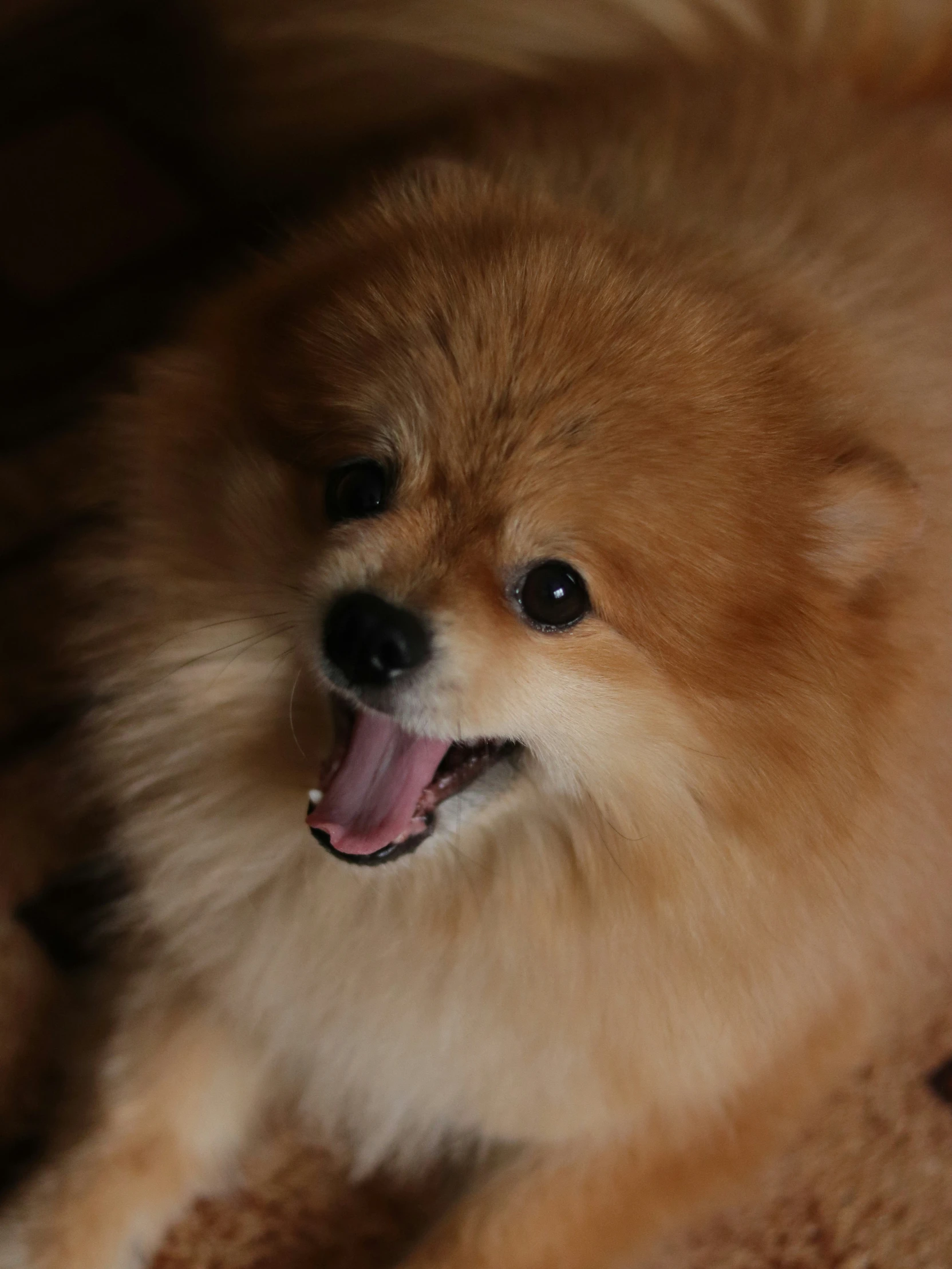 a cute little dog laying on the floor