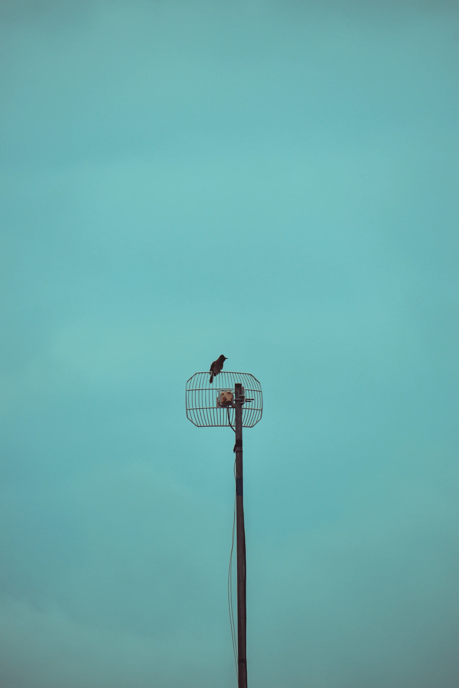 an image of a bird perched on top of a wire