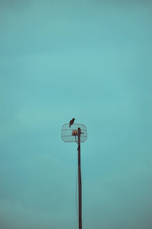 an image of a bird perched on top of a wire