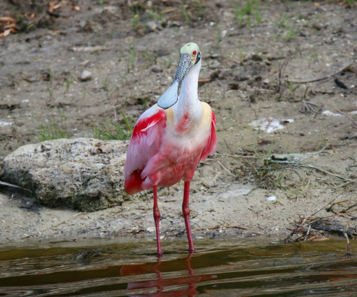 a large bird with pink legs is standing near the water