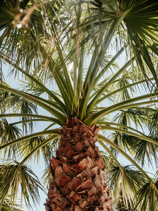 a palm tree is shown with some of its leaves