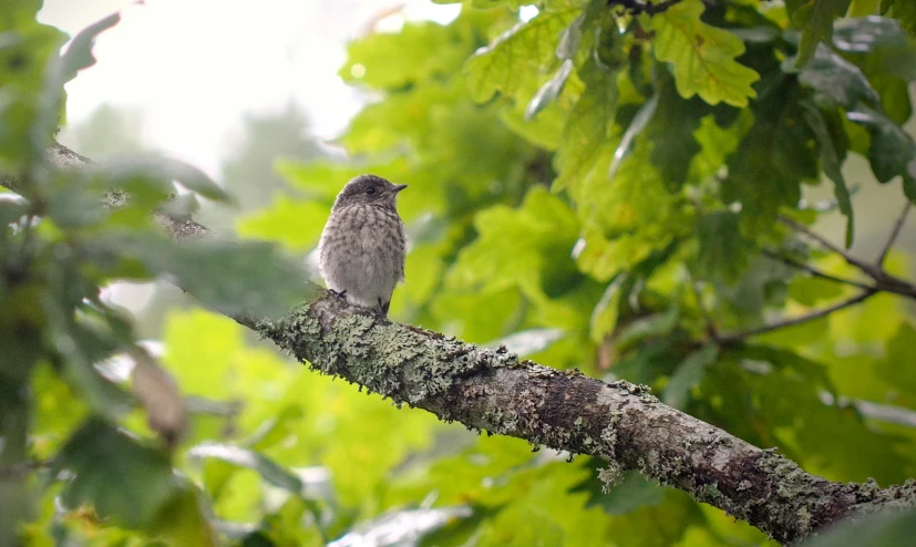 a bird perched on top of a tree nch