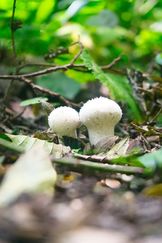 a couple of small white mushrooms in the grass