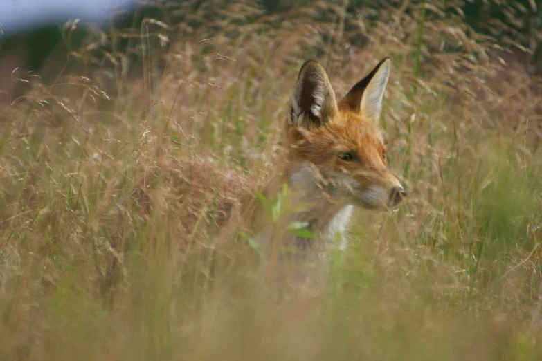 an adorable small brown fox sitting in some grass