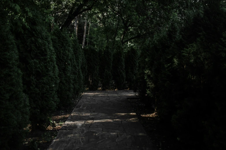 a dark path in the middle of a green area