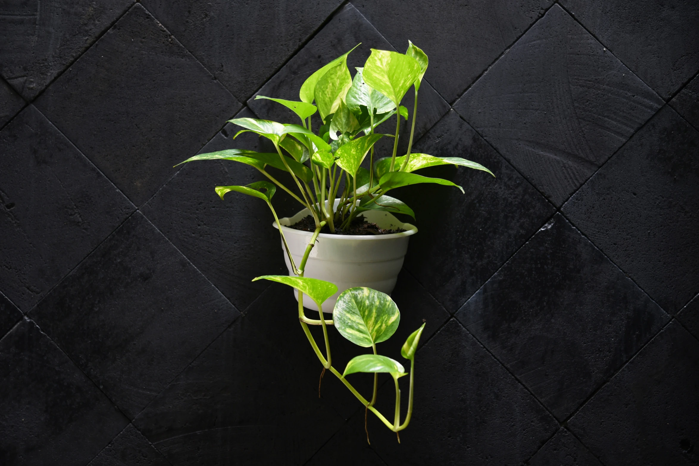 a green plant is growing from a planter on the wall