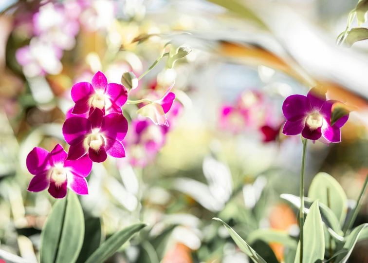 pink and red flowers in a garden with blurry background