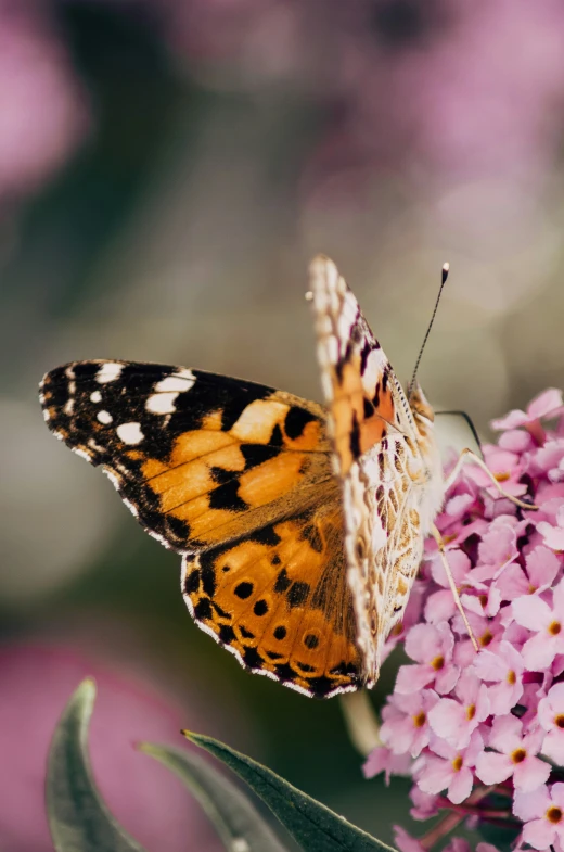 a erfly is perched on some purple flowers