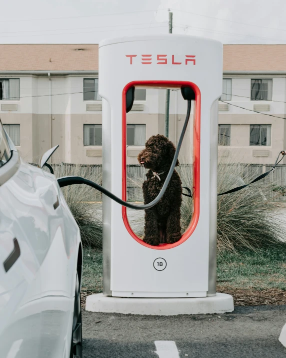 dog in an electrical charge box and connected to the power cord